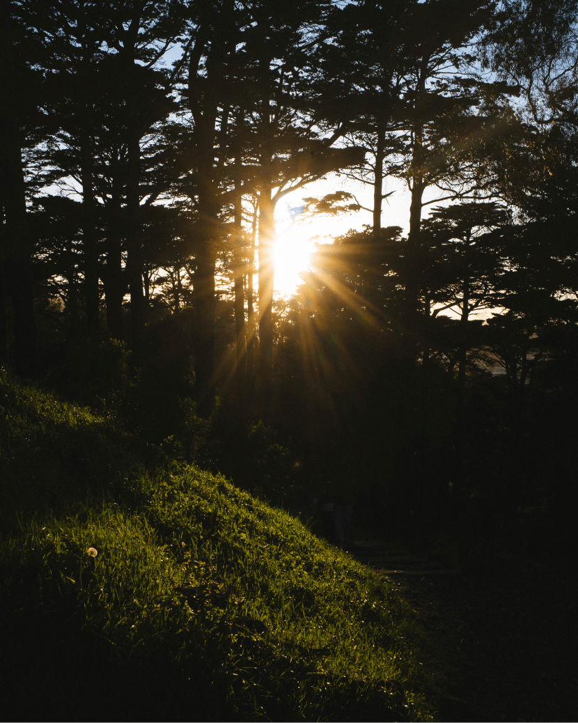 Sun through a forest